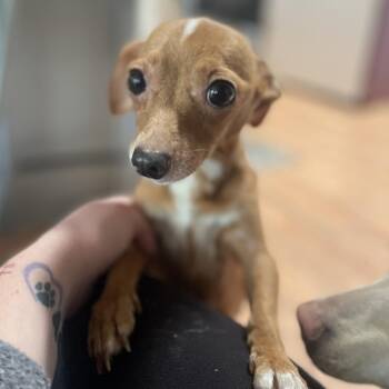 Chihuahua and Dachshund Dogs Available for Adoption in Fresno, California - Tilly / Chantel | PetCurious