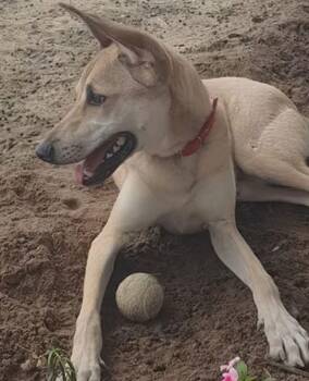 Greyhound and Shepherd Dogs Available for Adoption - Leo | PetCurious