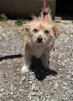 Lazlo -  Terrier and Mixed Breed Dog for Adoption in Vacaville, California - Lazlo | PetCurious