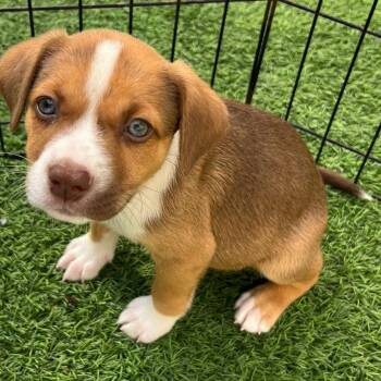 Freddy Krueger AKA Koda 9846 -  American Bulldog and Terrier Dog for Adoption in Loxahatchee Groves, Florida - Freddy Krueger AKA Koda 9846 | PetCurious