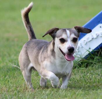 Hunter -  Beagle and Dachshund Dog for Adoption in Temple, Texas - Hunter | PetCurious