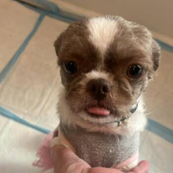 Shih Tzu and Mixed Breed Dogs Available for Adoption - Emma Frost | PetCurious