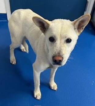 Siberian Husky Dogs Available for Adoption - Sprite  | PetCurious