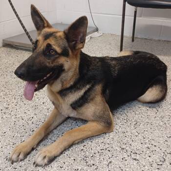 Jade -  German Shepherd Dog and Mixed Breed Dog for Adoption in Hattiesburg, Mississippi - Jade | PetCurious