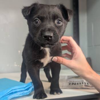 Rescue Mixed Breed Dogs for Adoption in Jefferson City, Tennessee - Porky | PetCurious