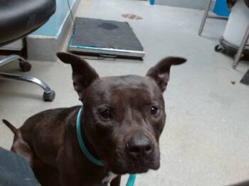 Rescue Pit Bull Terrier and Mixed Breed Dogs for Adoption in Albuquerque, New Mexico - PENNY | PetCurious