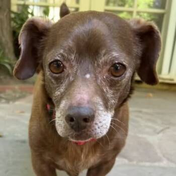Rescue Chihuahua and Dachshund Dogs for Adoption in Oceanside, California - *** Hershey | PetCurious
