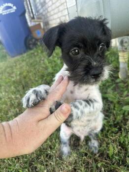 SPONSOR OR FOSTER ME - Birdie -  Terrier Dog for Adoption in Grafton, Wisconsin - SPONSOR OR FOSTER ME - Birdie | PetCurious
