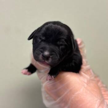 Tennessee -  Boxer and Mixed Breed Dog for Adoption in Springboro, Ohio - Tennessee | PetCurious