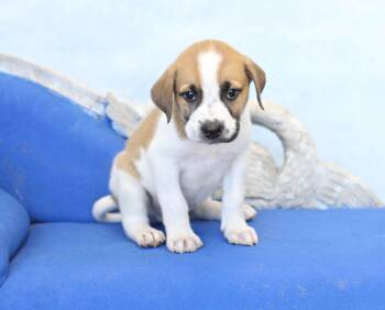 Jet -  German Shepherd Dog and Great Pyrenees Dog for Adoption in Simsbury, Connecticut - Jet | PetCurious