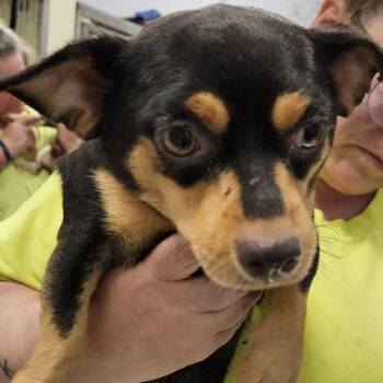 Rapunzel -  Chihuahua and Dachshund Dog for Adoption in Madisonville, Tennessee - Rapunzel | PetCurious