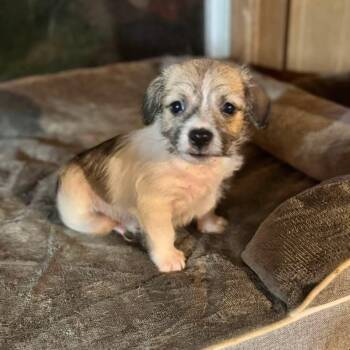 Fonzy -  Maltipoo Dog for Adoption in Lucedale, Mississippi - Fonzy | PetCurious