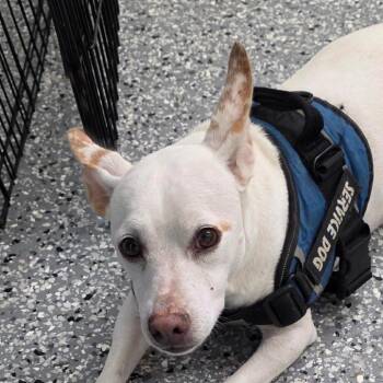 Little Girl -  Chihuahua and Jack Russell Terrier Dog for Adoption in Bronson, Florida - Little Girl | PetCurious