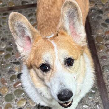 Riley -  Corgi Dog for Adoption in Corvallis, Oregon - Riley | PetCurious