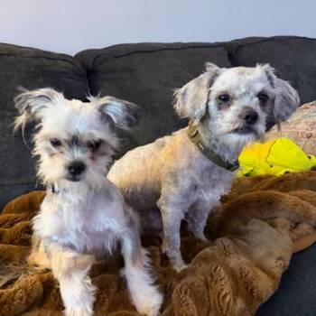 Shih Tzu Dogs Available for Adoption - Coco Puffs | PetCurious