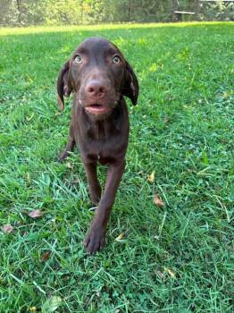 Rajah -  Labrador Retriever Dog for Adoption in Middletown, Connecticut - Rajah | PetCurious