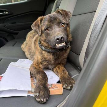 Rescue Mixed Breed Dogs for Adoption in Fredericksburg, Virginia - Gomer | PetCurious