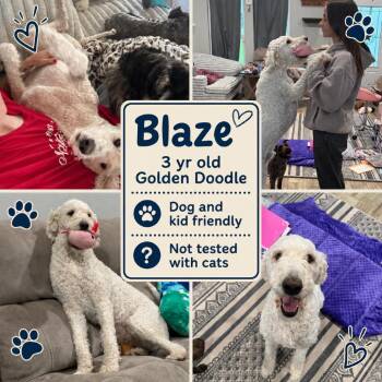 Blaze -  Golden Retriever Dog for Adoption in Anahuac, Texas - Blaze | PetCurious