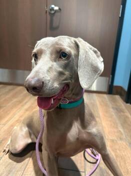 Turbo -  Weimaraner Dog for Adoption in St. Louis, Missouri - Turbo | PetCurious