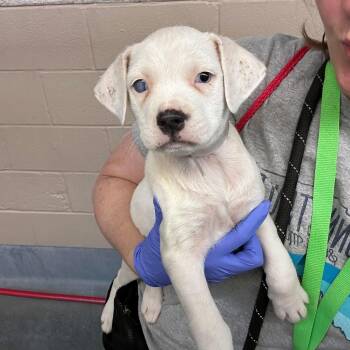 Mixed Breed Dogs Available for Adoption - Noodle- They Were Going To Euthanize Him… For Being Deaf. | PetCurious