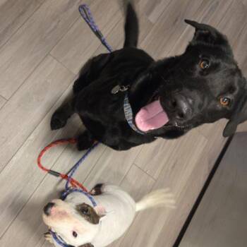 Tex -  Black Labrador Retriever and Mixed Breed Dog for Adoption in Grand Junction, Colorado - Tex | PetCurious