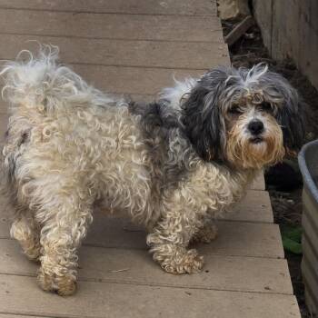 Bichon Frise and Shih Tzu Dogs Available for Adoption in Zaleski, Ohio - Becca | PetCurious