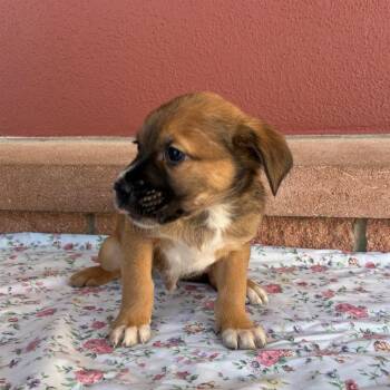 Shepherd Dogs Available for Adoption in San Antonio, Texas - Kotter | PetCurious