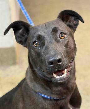 Mixed Breed Dogs Available for Adoption in Jacksonville, Florida - EPIC | PetCurious
