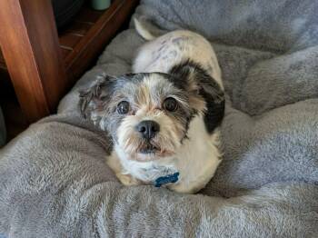 Maz -  Shih Tzu Dog for Adoption in Whitewater, Wisconsin - Maz | PetCurious