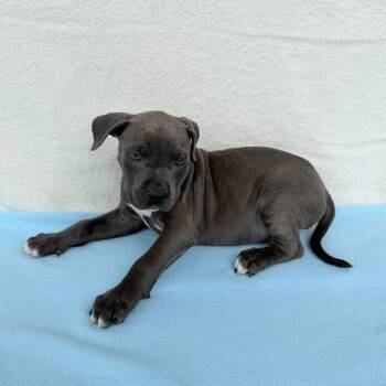 Binkie -  Pit Bull Terrier and Terrier Dog for Adoption in Carencro, Louisiana - Binkie | PetCurious