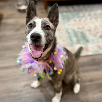 Nira K Pop Homebody -  Husky and Cattle Dog Dog for Adoption in Friendswood, Texas - Nira K Pop Homebody | PetCurious