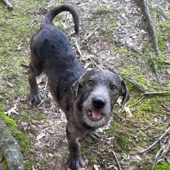 Petunia -  Mixed Breed Dog Available for Adoption in Northwood, New Hampshire - Petunia | PetCurious