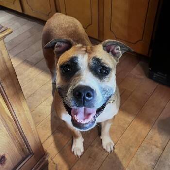 Gigi -  Boxer Dog for Adoption in Columbia, South Carolina - Gigi | PetCurious