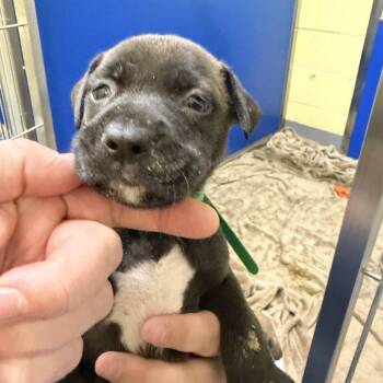 Hulk -  Mixed Breed Dog for Adoption in Blue Ridge, Georgia - Hulk | PetCurious