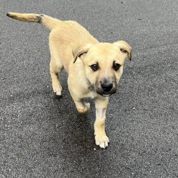 Bravo -  Mixed Breed Dog for Adoption in West Olive, Michigan - Bravo | PetCurious