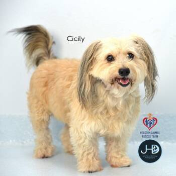 Pugsli -  Terrier and Mixed Breed Dog for Adoption - Pugsli | PetCurious