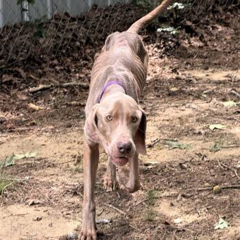 Franklin -  Weimaraner Dog for Adoption - Franklin | PetCurious