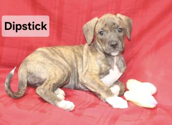Dipstick -  Labrador Retriever Dog for Adoption in Manchester, Connecticut - Dipstick | PetCurious