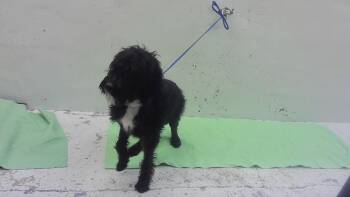 MONTY -  Labrador Retriever and Poodle Dog for Adoption in Houston, Texas - MONTY | PetCurious