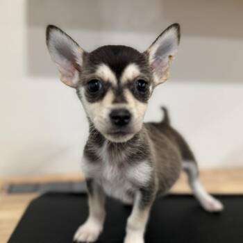 Terrier Dogs Available for Adoption - Ingrid | PetCurious