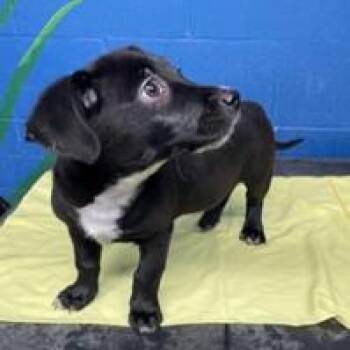 Dachshund and Mixed Breed Dogs Available for Adoption - NY Lucy Avail Mar 7 (Tractor Supply Patterson NY) | PetCurious