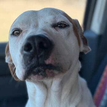 Mixed Breed Dogs Available for Adoption - Fruit Snacks | PetCurious