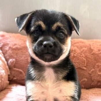 Dolly -  Chihuahua Dog for Adoption in Santa Rosa, California - Dolly | PetCurious