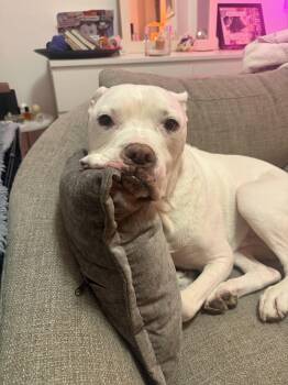 Memo -  Pit Bull Terrier and Boxer Dog for Adoption in New York, New York - Memo | PetCurious