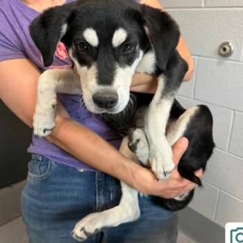 Clarity -  Mixed Breed Dog Available for Adoption in Aldie, Virginia - Clarity | PetCurious
