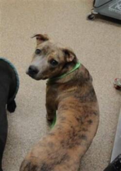 GORDO -  Pit Bull Terrier and Labrador Retriever Dog for Adoption in Albuquerque, New Mexico - GORDO | PetCurious