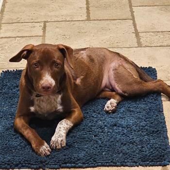 Lucky SS -  Mixed Breed Dog for Adoption in South Portland, Maine - Lucky SS | PetCurious