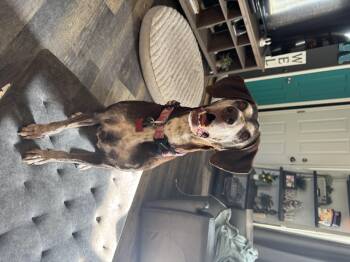 Rescue Labrador Retriever Dogs for Adoption in Roy, Utah - Lizzie | PetCurious