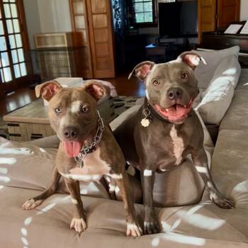 Rescue Pit Bull Terrier Dogs for Adoption in Farmersville, Ohio - Blue | PetCurious