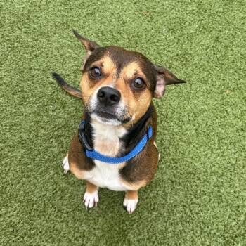 Barkolomew -  Mixed Breed Dog for Adoption in Binghamton, New York - Barkolomew | PetCurious